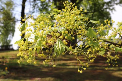 Acer platanoides 'Cucullatum' - javor mléč - květ (63)